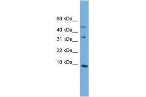 C16orf61 antibody  (Middle Region)