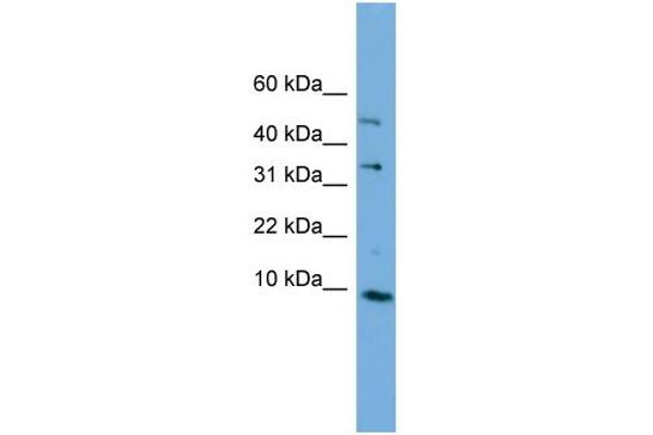 C16orf61 antibody  (Middle Region)