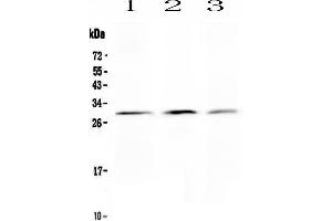 Image no. 1 for anti-Kallikrein 2 (KLK2) (AA 243-261), (C-Term) antibody (ABIN3043140)