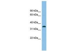 Image no. 1 for anti-Serine Racemase (SRR) (C-Term) antibody (ABIN6745165)