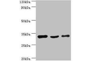Western blot All lanes: PHB2 antibody at 3 μg/mL Lane 1: Hela whole cell lysate Lane 2: K562 whole cell lysate Lane 3: MCF-7 whole cell lysate Secondary Goat polyclonal to rabbit IgG at 1/10000 dilution Predicted band size: 34, 30 kDa Observed band size: 34 kDa
