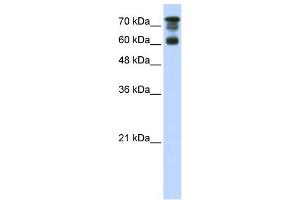 Image no. 1 for anti-Protein Phosphatase 1, Regulatory Subunit 13 Like (PPP1R13L) (C-Term) antibody (ABIN2777611)
