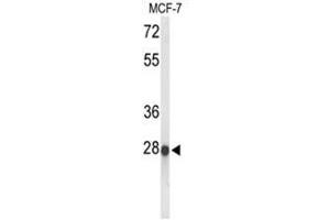 Image no. 1 for anti-Abhydrolase Domain Containing 11 (ABHD11) (AA 183-213), (Middle Region) antibody (ABIN950210)