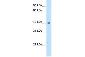 Image no. 1 for anti-Abhydrolase Domain Containing 5 (ABHD5) (N-Term) antibody (ABIN629839)