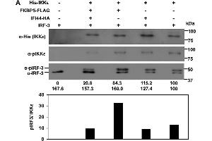 Image no. 1 for anti-Inhibitor of kappa Light Polypeptide Gene Enhancer in B-Cells, Kinase epsilon (IKBKE) (pThr501) antibody (ABIN100676)