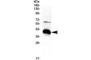 Image no. 2 for anti-BCL2-Associated Athanogene (BAG1) (AA 323-345) antibody (ABIN5647493)