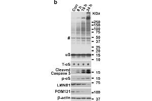 Image no. 6 for anti-POM121 Membrane Glycoprotein (POM121) (N-Term) antibody (ABIN2855297)