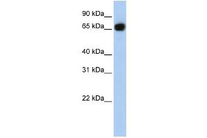 Image no. 1 for anti-Solute Carrier Family 37 Member 1 (SLC37A1) antibody (ABIN2458801)