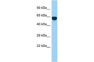 Image no. 1 for anti-Synaptotagmin XIV (SYT14) (Middle Region) antibody (ABIN2790867)
