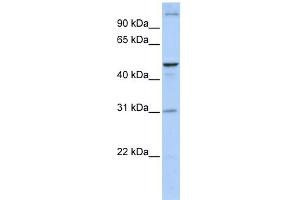 Image no. 1 for anti-Acyl-CoA Binding Domain Containing 5 (ACBD5) (N-Term) antibody (ABIN2782075)