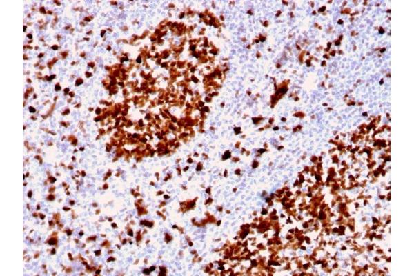 MCM6 antibody  (AA 228-368)
