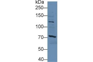 Image no. 2 for anti-Sperm Specific Antigen 2 (SSFA2) (AA 276-510) antibody (ABIN1860639)
