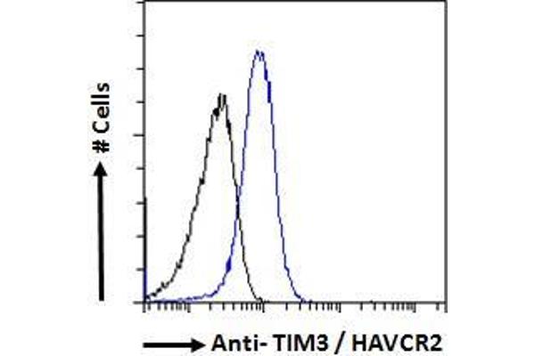 TIM3 anticorps  (Internal Region)