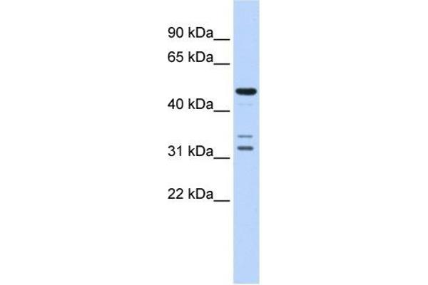 HTRA4 antibody  (Middle Region)