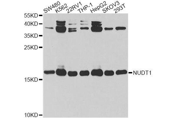 anti-Nudix (Nucleoside Diphosphate Linked Moiety X)-Type Motif 1 (NUDT1) antibody