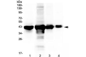 Image no. 1 for anti-Paraoxonase 1 (PON1) antibody (ABIN5647230)