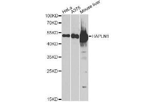 Image no. 4 for anti-Hyaluronan and Proteoglycan Link Protein 1 (HAPLN1) antibody (ABIN6141602)