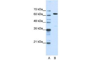 Image no. 3 for anti-Nuclear RNA Export Factor 1 (NXF1) (N-Term) antibody (ABIN2778977)