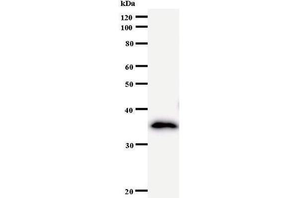 NUP93 antibody