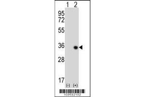 Image no. 2 for anti-serine/threonine Kinase 16 (STK16) (AA 257-286), (C-Term) antibody (ABIN5537796)