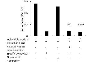 Transcription factor assay of p53 from nuclear extracts of HeLa cells or HeLa cells treated with NiCl2 with the specific competitor or non-specific competitor.
