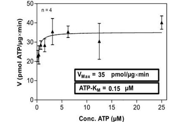 PIM2 Protein (AA 1-311) (His-GST)