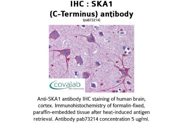 SKA1 antibody  (C-Term)