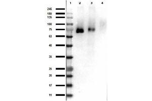 Image no. 1 for anti-Macrophage Stimulating 1 Receptor (C-Met-Related tyrosine Kinase) (MST1R) (Internal Region), (pTyr1353) antibody (ABIN5596949)