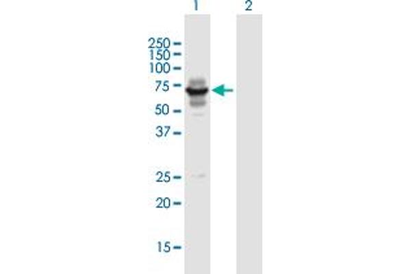 anti-Lin-9 Homolog (LIN9) (AA 1-558) antibody