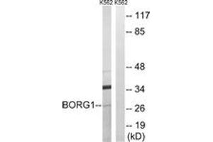 Image no. 1 for anti-CDC42 Effector Protein (Rho GTPase Binding) 2 (CDC42EP2) (AA 10-59) antibody (ABIN1534741)