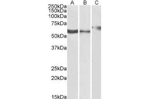 anti-Purinergic Receptor P2X, Ligand-Gated Ion Channel, 4 (P2RX4) (C-Term) antibody
