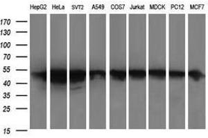 Image no. 2 for anti-Zinc Finger and SCAN Domain Containing 21 (Zscan21) antibody (ABIN1501865)