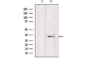 Image no. 2 for anti-Neurexophilin 4 (NXPH4) (Internal Region) antibody (ABIN6257619)