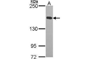 Image no. 1 for anti-Kinesin Family Member 4A (KIF4A) (C-Term) antibody (ABIN2855979)