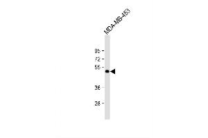 Image no. 2 for anti-Zinc Finger and BTB Domain Containing 8A (ZBTB8A) (AA 205-232) antibody (ABIN1882004)