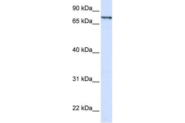 anti-Zinc Finger Protein 180 (ZNF180) (Middle Region) antibody