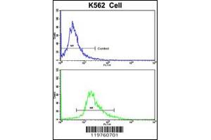 Flow Cytometry (FACS) image for anti-CCR4 Carbon Catabolite Repression 4-Like (CCRN4L) antibody (ABIN2158111)