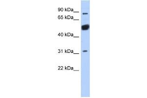 Image no. 1 for anti-BEN Domain Containing 2 (BEND2) (Middle Region) antibody (ABIN2785262)