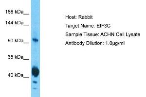Host: Rabbit Target Name: EIF3C Sample Tissue: Human ACHN Whole Cell  Antibody Dilution: 1ug/ml