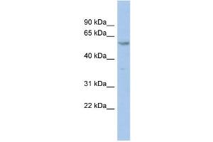 anti-Zinc Finger Protein 8 (ZNF8) (N-Term) antibody