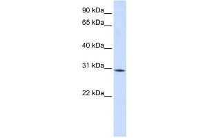 Image no. 1 for anti-RNA Binding Motif Protein 7 (RBM7) antibody (ABIN2458535)