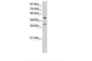 Image no. 3 for anti-NOBOX Oogenesis Homeobox (NOBOX) (AA 37-86) antibody (ABIN6736252)