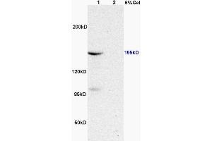Image no. 3 for anti-Mitogen-Activated Protein Kinase Kinase Kinase 5 (MAP3K5) (pThr845) antibody (ABIN683128)