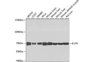 Western blot analysis of extracts of various cell lines using KU70 Polyclonal Antibody at dilution of 1:1000.