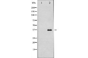Image no. 1 for anti-Caspase 12 (Gene/pseudogene) (CASP12) (Internal Region) antibody (ABIN6260489)