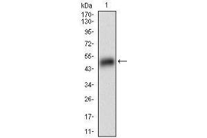 Image no. 5 for anti-Perilipin 2 (PLIN2) (AA 286-437) antibody (ABIN1724917)
