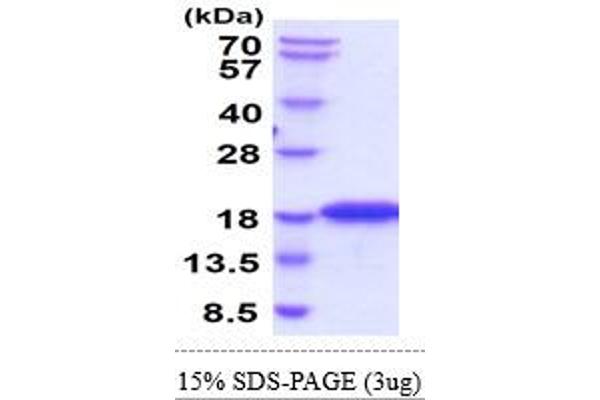 MYDGF Protein (AA 25-166) (His tag)