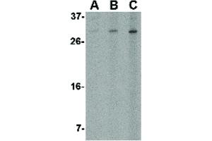 Image no. 1 for anti-ORAI Calcium Release-Activated Calcium Modulator 2 (ORAI2) (C-Term) antibody (ABIN6655874)