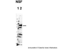 Image no. 2 for anti-N-Ethylmaleimide-Sensitive Factor (NSF) (C-Term) antibody (ABIN2778969)