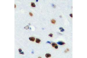 Image no. 1 for anti-Ribosomal Protein S19 Binding Protein 1 (RPS19BP1) (Center) antibody (ABIN2706989)